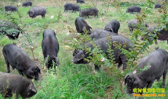 ������̬��ֳ�г�ǰ���� ũ����ƶ�¸�����Ŀ