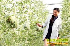 �������ϵ��ų���С�۸��