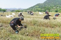 Ԫ����ֲ���㽭�ٺ�ũ���¸�����Ŀ