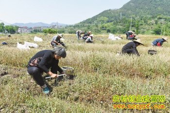 Ԫ����ֲ���㽭�ٺ�ũ���¸�����Ŀ