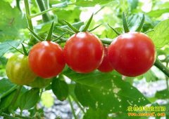 ����ʤ�����׷���ֲ������Ʒ�ʸ�