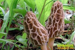 ��Ǿ�����ֲ�������