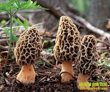 [�����е�]��ֲ��Ǿ��ɾ�ʯ���ղƸ���