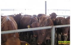 ��ţ׬Ǯ����ֳ100ͷ��ţ�������