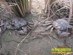 ���������ŵ��ɵ�з������������