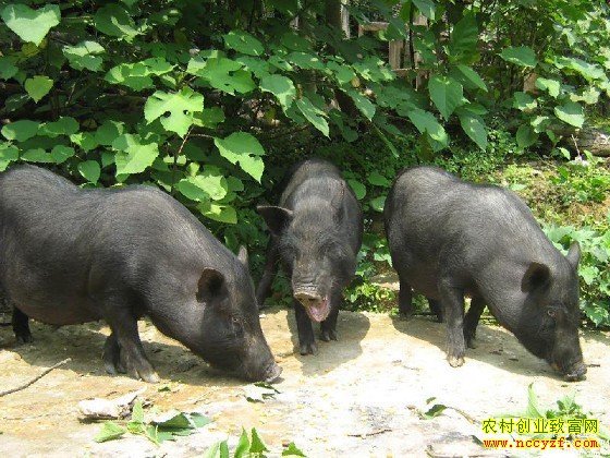 [�����е�]20160518 ����������׬Ǯ