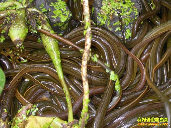 ������������������ֳ����Ҫ��