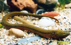 ������������������ֳ����Ҫ��