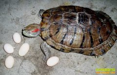 �������꣺�ڹ����ֳ����Ҫ��