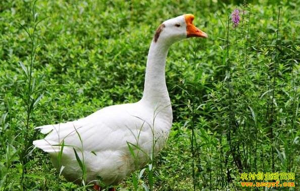 2016����ǰ���������ֳ����