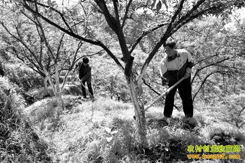 �����ϴ���ֲ������������10��Ԫ��ũ���¸�����Ŀ