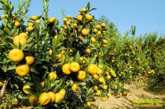 ����潭��ά����ֲ���ʸ������ֵ2000��Ԫ