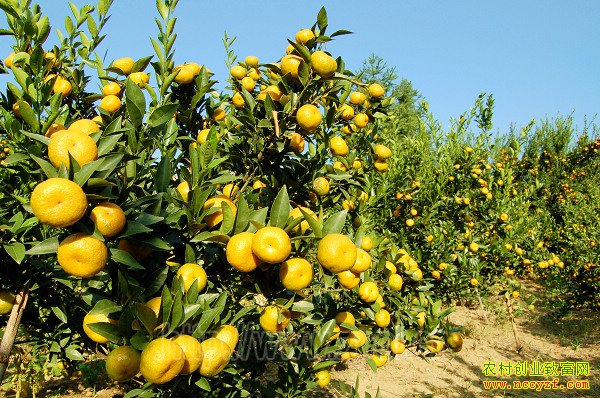 ����潭��ά����ֲ���١����ʡ�������Ч��