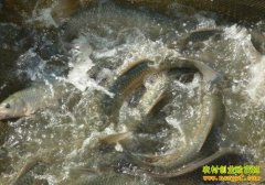 [ÿ��ũ��]��ˮ�����������ü�Ǯ