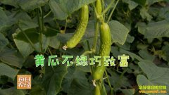 [ÿ��ũ��]���̵Ļƹ����г� ��ֲ�׻ƹ�һĶ����������