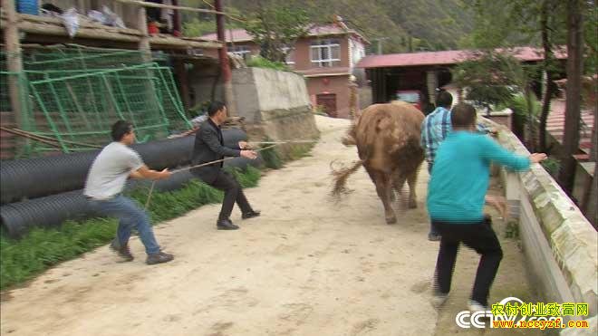 [�¸���]�Ĵ��നţ����ɻ�����ţ��ҵ����500��Ԫ