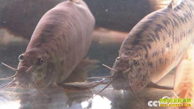 [�¸���]�㶫��ɽ���źͶĹ�Ҳ�����ֳѼ���㷢��