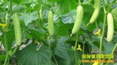 ������Ϫ��ѧ����������ֲˮ���߲˴�ҵ�¸�