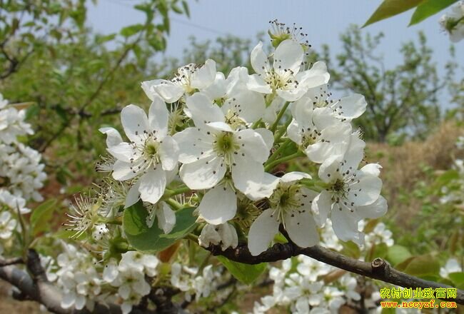 [�����е�]�ӱ���Ұ���滨�ؿ�����·