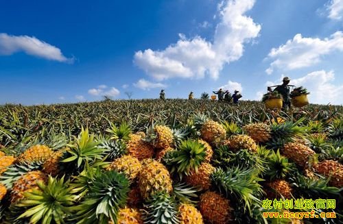 �����Ų����¼������غ����磺����ȫ�Ƶ�ũ��ͷ�ϲ���ƽ