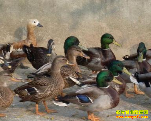 [ÿ��ũ��]�����г���ҰѼ����׬Ǯ