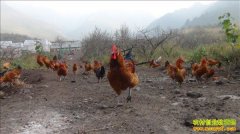 ��̬������ֳ�ɹ��ݰ�˳ũ��׬Ǯ�¸�����Ŀ