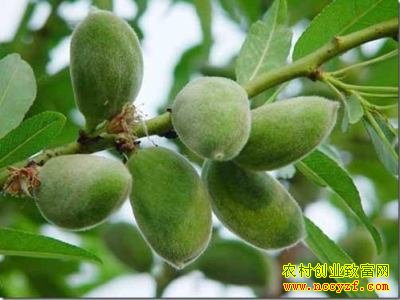 ɽ��������ѧ����ֲ���Ҵ�ҵ��ũ�¸�