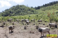 ���ϼ�Դ�����Ķ������������̬�����¸���