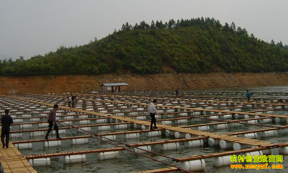 ����������Ȫ��ˮ����ֳԲ���¸���