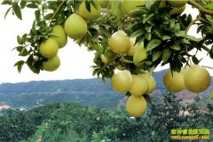 �����򰲡��������ִ������������ָ��ٴ���Ⱥ���¸�