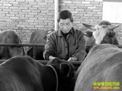 ����ᶼ������ţ17ͷ����ţ��׬�߰���