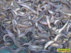 ��������Ŵ���ץס�̻������������¸�·