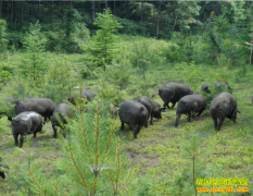 �����������ɽ�������� ÿͷ����������2000Ԫ