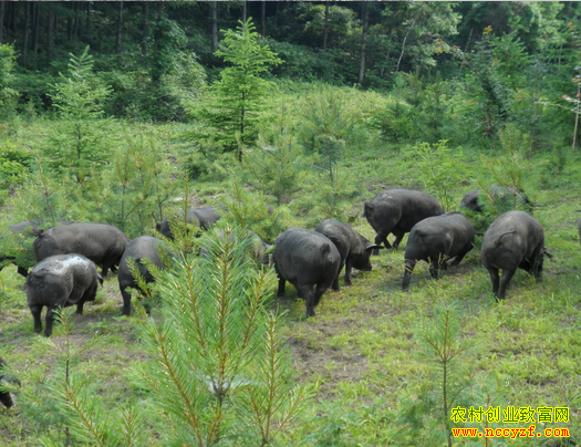 �����������ɽ�������� ÿͷ����������2000Ԫ