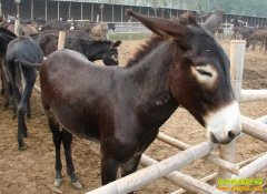 ������ѧ����¿�ġ��˷�Ԩ��¿��ҵ��