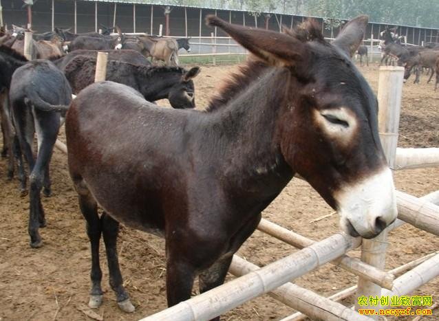 ��³ľ���ѧ����¿�ġ��˷�Ԩ��¿��ҵ��