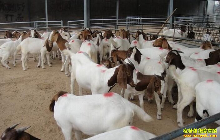 ����۸���ˮ ���������򻧿�������