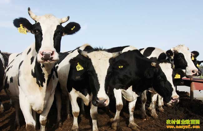 �㽭̨�ݡ���ţ˾���ƽ�ӵ���ţ��ֳ�¸�·