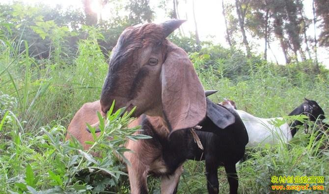 �Ĵ��ϳ�����ɽ��ɡ����족��ɽ����ֳǰ����