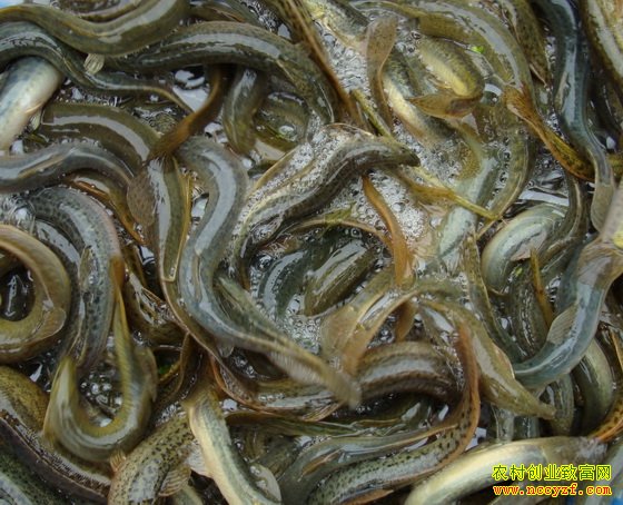 �������� Ұ�����������۸�ϵ���