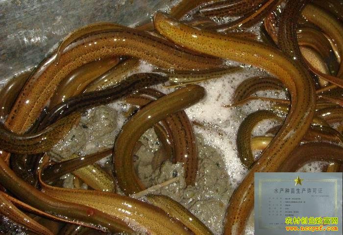 �������� Ұ�����������۸�ϵ���