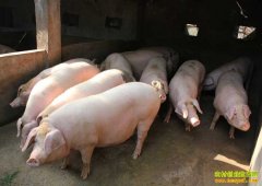 �����۸�������� �������������з���