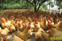 �������ũ���¸�����Ŀ��������ֳ��̬��