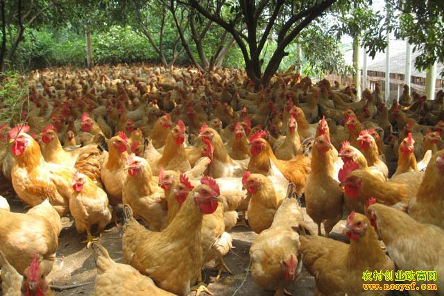 �������ũ���¸�����Ŀ��������ֳ��̬��