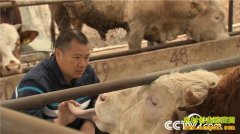 �Ĵ��ന��ɣ�ţ�˻�����ţ ţ������¥��ɽ����