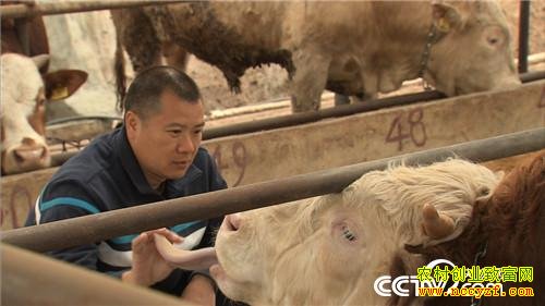 �Ĵ��ന��ɣ�ţ�˻�����ţ ţ������¥��ɽ����