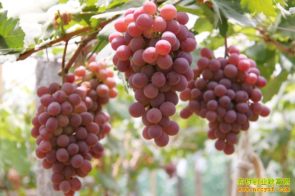 ����Ӫ����ά��������������׬7��Ԫ