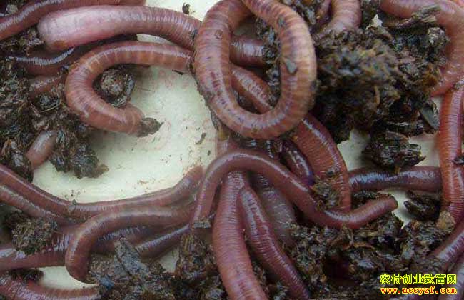 �����ֳǰ�� ������;����ֳ�������