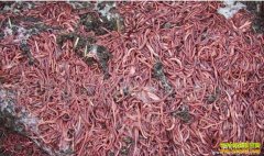 �����ֳǰ�� ������;����ֳ�������