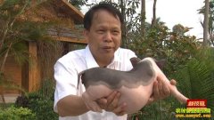 [�Ƽ�Է]½��һ֦�� ½������ֳЧ��ߺ�׬Ǯ